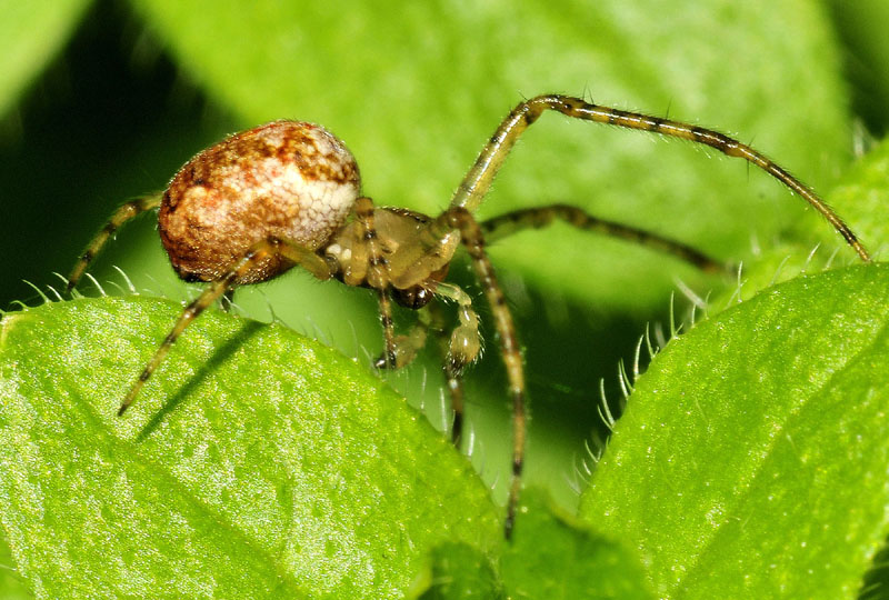 Metellina sp. - Toano (RE)